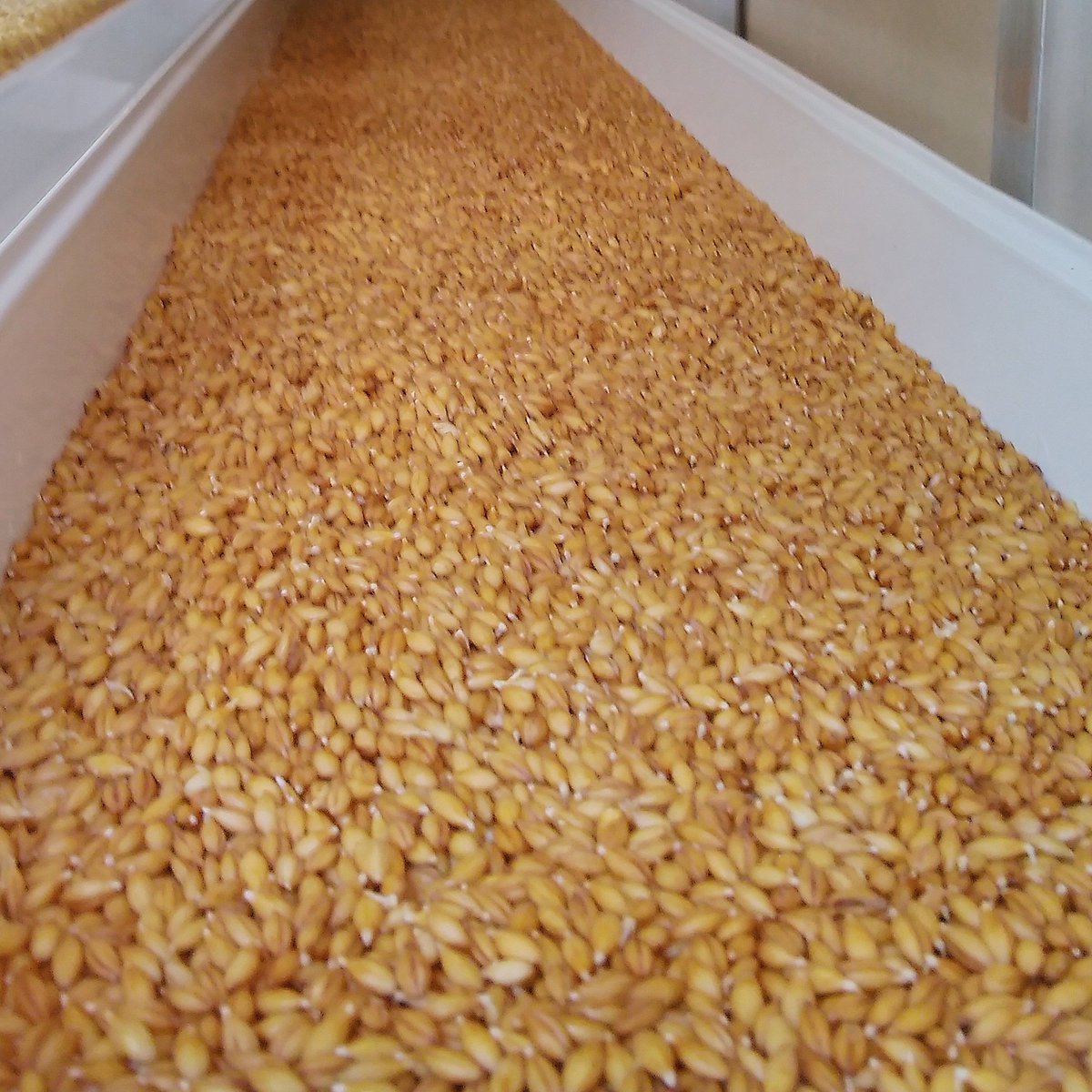 GREENxHARVEST's tweet photo. In less than one week, this tray of #barley will be luscious green barley grass. #HydroGrass #fodder #seedtofeed https://t.co/c0O50cUcsy