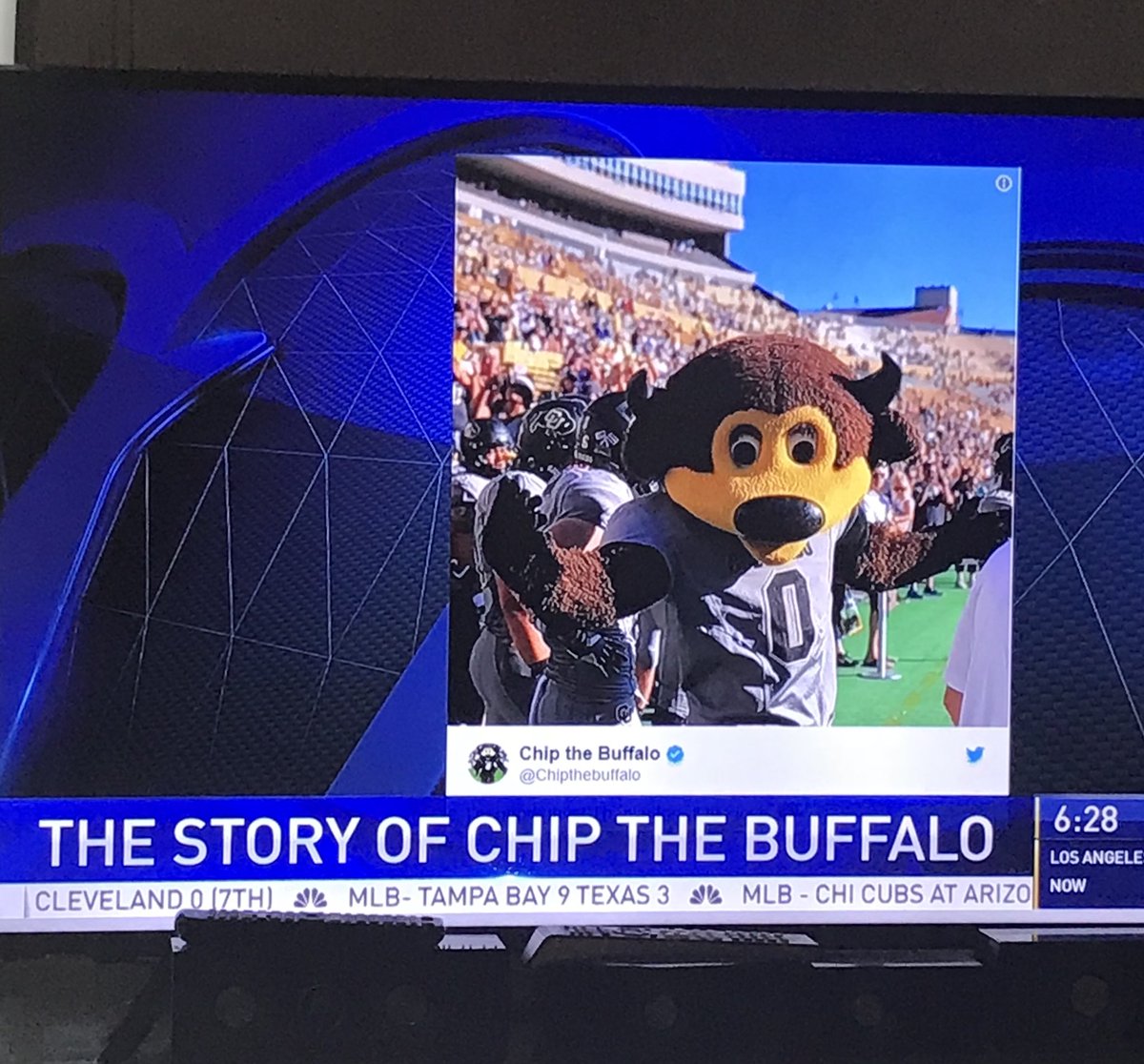 BelenNBCLA's tweet photo. .@Chipthebuffalo made an appearance on @NBCLA! Steer clear from t-shirt cannons, Chip ๐ @Ariel_Peele @Kim9news @cubuffs https://t.co/NxbJslpEId