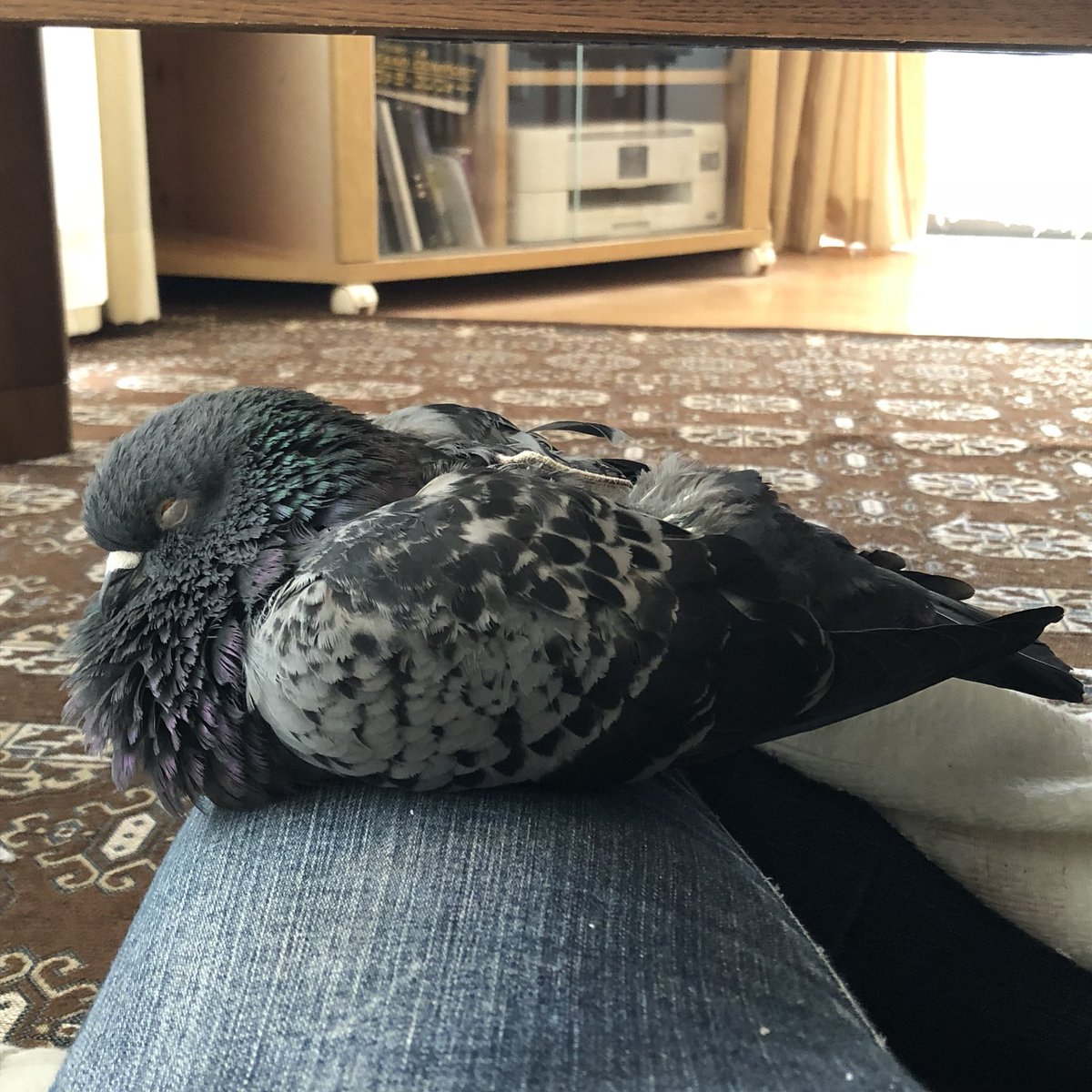 そらまま 鳩レスキュー隊 そらが胸の上 つばきが足の上 けいちゃんは横で寝てる あさひ あとはお前だけだぞ けいちゃんにコタツを出せ と訴えられているような気がする そらまま 鳩レスキュー隊 そらが胸の上 つばきが足の上 けいちゃんは横で寝てる あさひ あとはお前だけだぞ けいちゃんにコタツを出せ と訴えられているような気がする