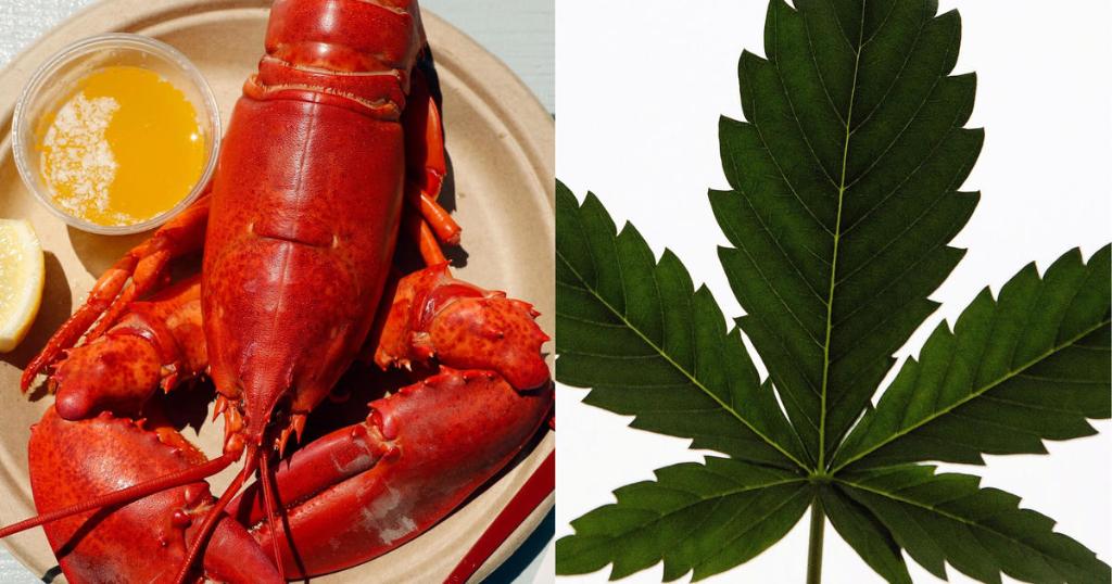 Lobsters given #marijuana to ease their pain and anxiety before being cooked. 