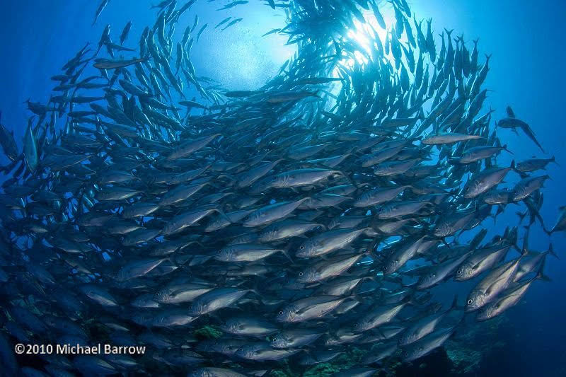 ssvpanglao's tweet photo. Want to explore Bohol's wonders? We can arrange land or boat trips with professional tour operators or a pick-up service from professional dive centres. Just check out ➡️ https://t.co/NnSLiJzbxh for details ;) 📸@MichaelBarrow

#TheSunnyLife #scubadiving #oceans #Panglao #Bohol https://t.co/L5mpucN6nm