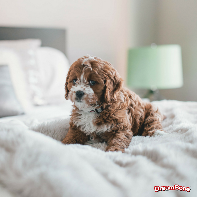 DreamBoneChews's tweet photo. Goodnight fur friends! Time to snuggle in with your pawrents.

#DreamBoneChews #DreamBone #rawhidefree #goodnight #snuggle #labradoodle #dogs #goodnight https://t.co/38MH7xF8eG