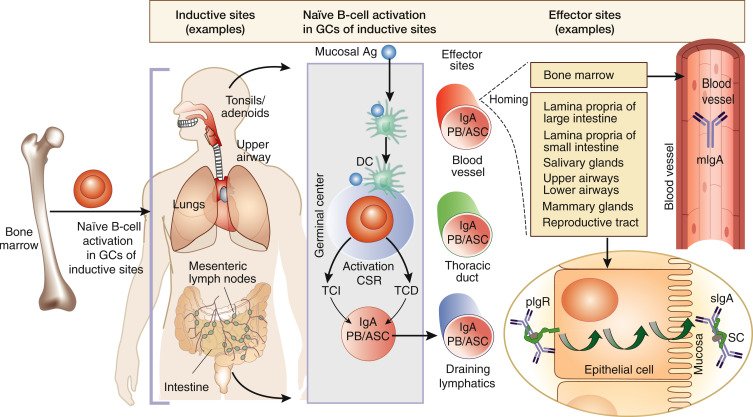 Secondary #IgANephropathy
doi.org/10.1016/j.kint…
@UNCDeptMedicine @UAB_NRTC #KIReview