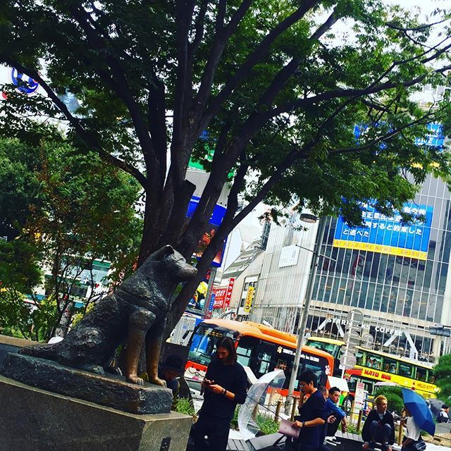 JapanTravelNet's tweet photo. @jpntravelnet 
#tokyotrip #tokyophotography #shibuyacrossing #shibuya #hachiko

#traveler #travels #travelblog #travelblogger #japanlife #TravelJapan #JapanTrip #ExploreJapan #JapanAdventure #JapanHoliday #JapanTravel #Jpntravel #travelgramは #traveling #travelingram #japanph… https://t.co/GPUEfnfmqa