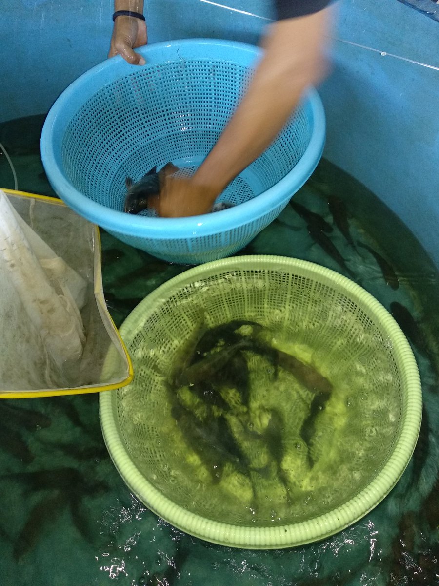 DJPB_TATELU's tweet photo. Sampling Calin Ikan Nila menjamin ketepatan ukuran baik berat maupun panjang ikan @BudidayaKKP @s_soebjakto @Fernando_bbl https://t.co/VchQeuXUO5