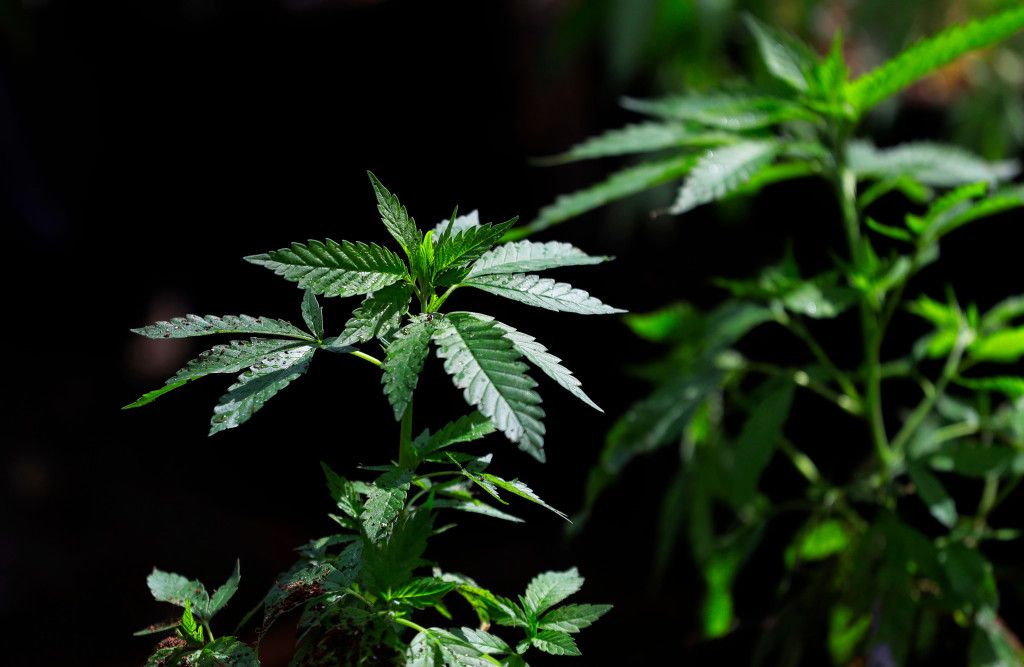 How women benefit from legal access to cannabis products buff.ly/2p9sIkT