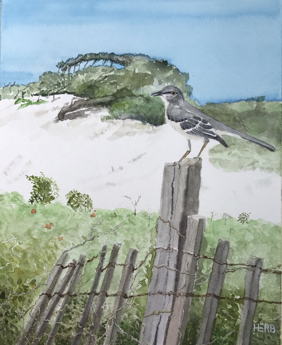 herbwilley's tweet photo. This little piece from Perdido is in my solo show at the @USMGulfPark Campus Library. Will be on view until the last week in November.
โMockingbird Near Perdido โ 8x10
#mockingbirdnearperdido #perdidobeach #snowwhitesand #perdidokeyfl #mockingbird #usmgulfpark #gulfofamerica https://t.co/zPzb29vgvZ