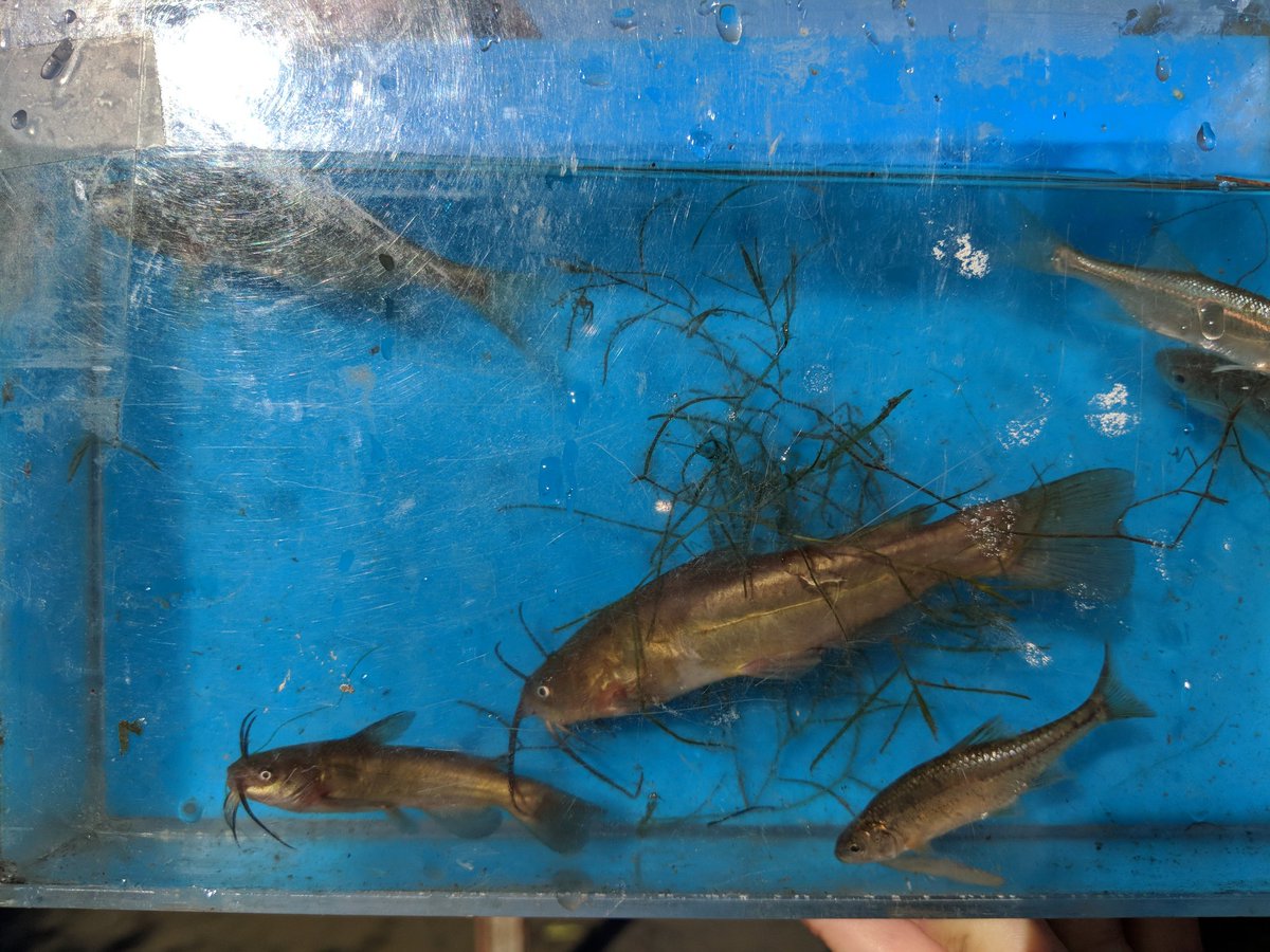 LauraEMcM's tweet photo. Such a treat to attend the Oregon chapter of American Fisheries Society native fish workshop on Oregon chub and sandrollers with many dedicated fish biologists #NativeFish #AmericanFisheriesSociety #Chub #Sandroller https://t.co/HS92FK2mTN