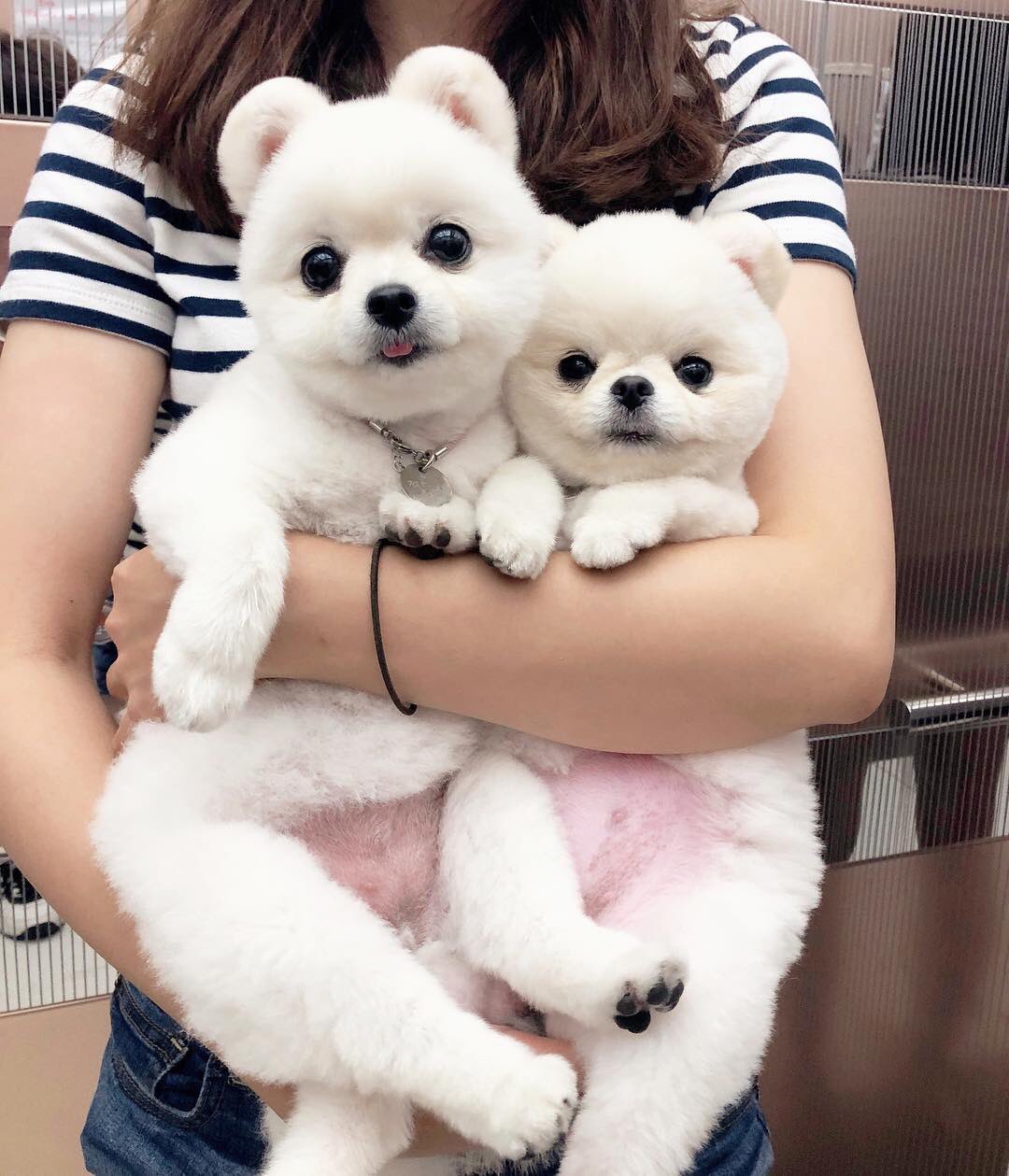 愚鈍 On Twitter 耳毛をテディベアのように丸くカットしたポメラニアンもかわいい Https T Co Mfxm9m3mde Https T Co Dm87kycmyu Twitter