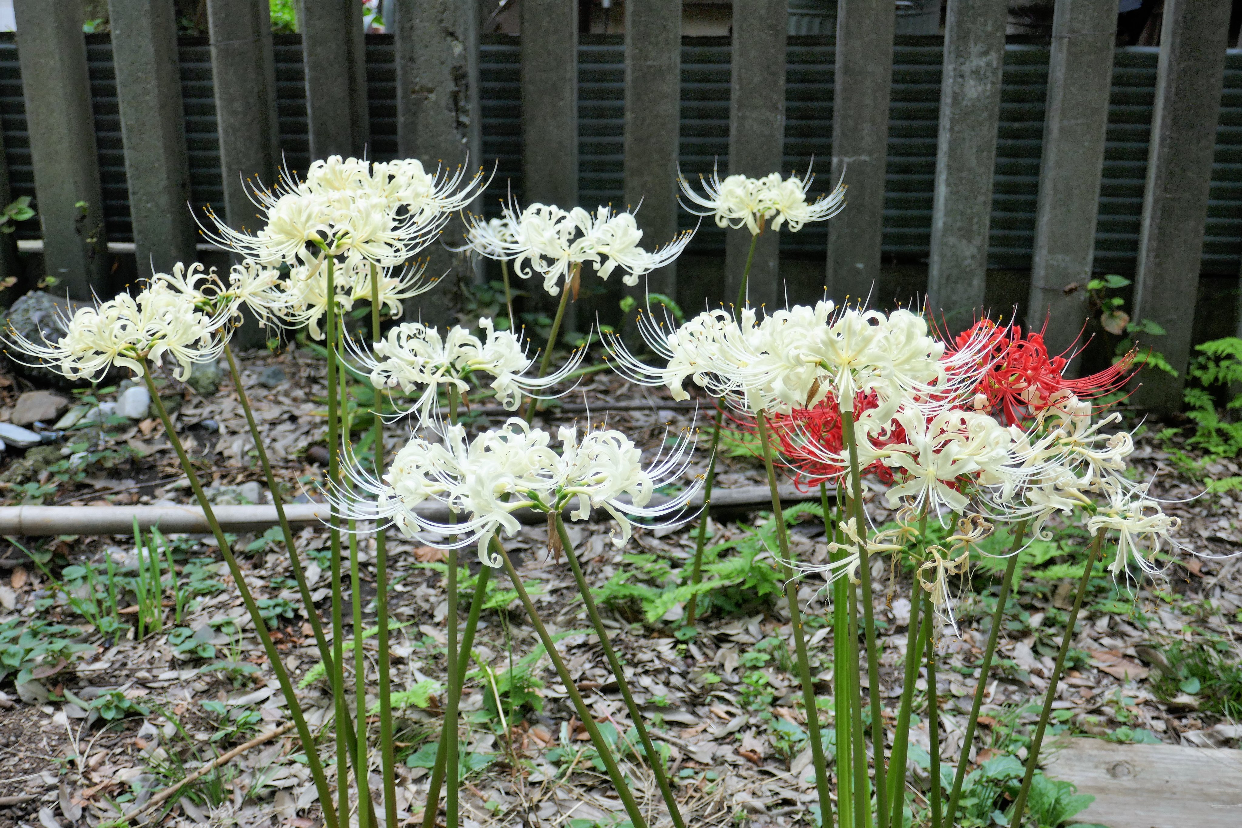 【GRANCY】彼岸花スカロンT L 最最終値下げ adidas ZX 8000 “Hanami” Pack Celebrates Japan and Germany's
