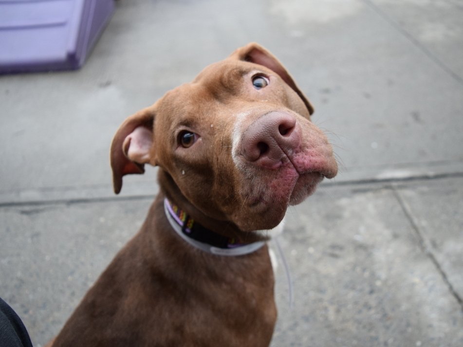 LesleyKempson's tweet image. JAZZY MUST BE SAVED: URGENT
"ADOPTION FEES WAIVED"
GORGEOUS 10 MTH GIRL - O/S - LANDLORD W/N ALLOW
CIRDC: Rx in ISO
ANOREXIA
DERMATITIS: Rx
FRIENDLY
VERY AFFECTIONATE
VERY SWEET
CALM
L/W DOG &amp;amp; CHILD: BFs
KNOWS COMMANDS
LOVELY DISPOSITION
BFF COMPANION
newhope.shelterbuddy.com/Animal/Profile…