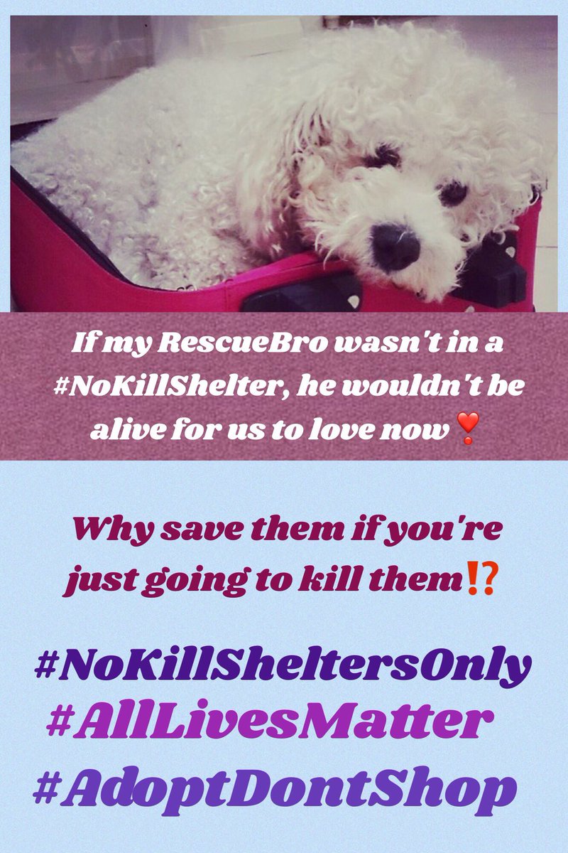 Petlover264's tweet photo. @PeterAskin1 Beautiful poem, as usual, Peter🌹This old girl deserves it❤️#Urgent🆘#PleaseRtT Please Retweet to see if we can stop this sweetheart being killed. USA treats animals terribly. We have NoKillShelters herethat operate on shoestring budgets &amp; succeed💔Why not in USA⁉️ https://t.co/uuwVc6Fycd