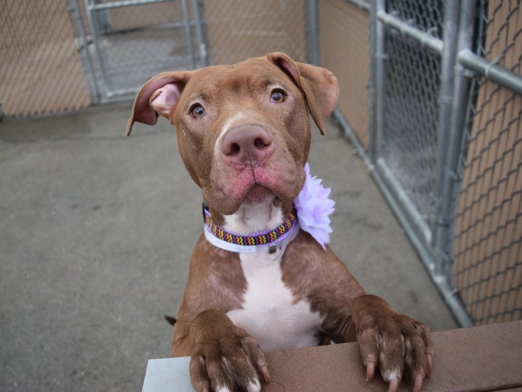 LesleyKempson's tweet image. JAZZY MUST BE SAVED: URGENT
"ADOPTION FEES WAIVED"
GORGEOUS 10 MTH GIRL - O/S - LANDLORD W/N ALLOW
CIRDC: Rx in ISO
ANOREXIA
DERMATITIS: Rx
FRIENDLY
VERY AFFECTIONATE
VERY SWEET
CALM
L/W DOG &amp;amp; CHILD: BFs
KNOWS COMMANDS
LOVELY DISPOSITION
BFF COMPANION
newhope.shelterbuddy.com/Animal/Profile…