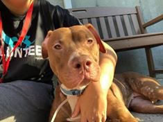 LesleyKempson's tweet image. JAZZY MUST BE SAVED: URGENT
"ADOPTION FEES WAIVED"
GORGEOUS 10 MTH GIRL - O/S - LANDLORD W/N ALLOW
CIRDC: Rx in ISO
ANOREXIA
DERMATITIS: Rx
FRIENDLY
VERY AFFECTIONATE
VERY SWEET
CALM
L/W DOG &amp;amp; CHILD: BFs
KNOWS COMMANDS
LOVELY DISPOSITION
BFF COMPANION
newhope.shelterbuddy.com/Animal/Profile…