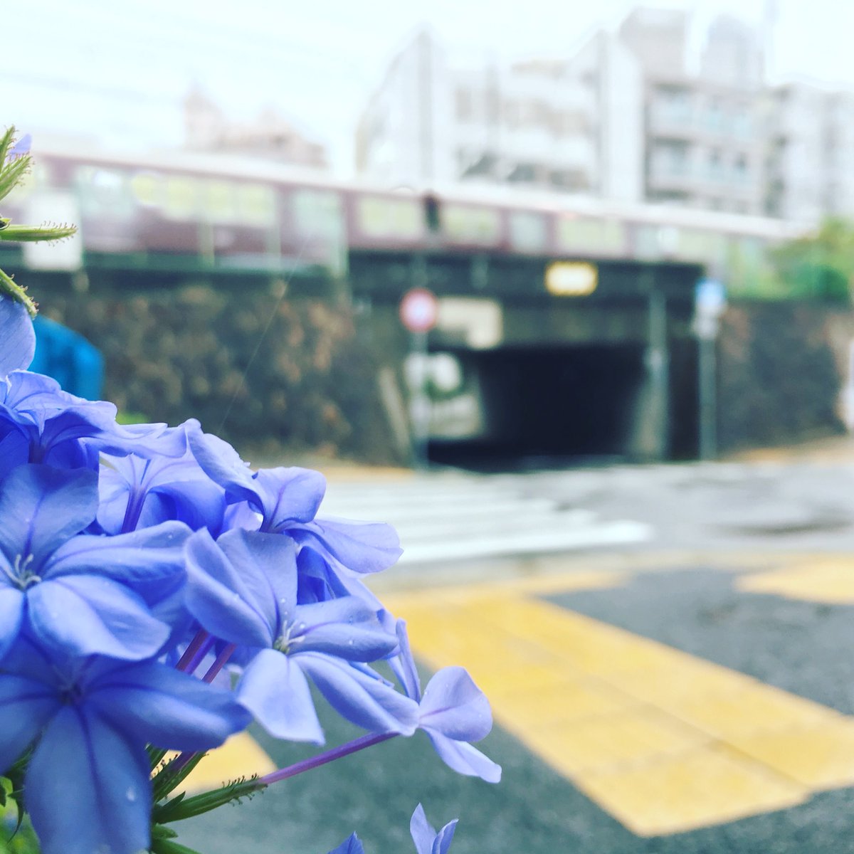 nimcafe's tweet photo. また雨ですねー。。。
https://t.co/rdos9KiKcBまったり営業中です。。
22時までやってます。
夜カフェいかがですか?
ローストチキン、バターチキンカレー、パスタなど色々ご用意してお待ちしております。(^-^)
#王子公園 #nimcafe #ニムカフェ #夜カフェ#ルリマツリ#阪急電車 https://t.co/cKLMRxi88c