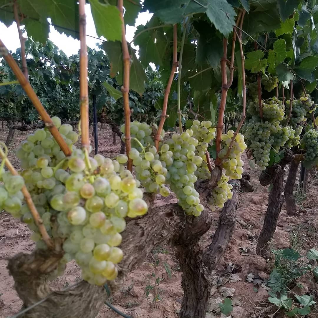vinssolergibert's tweet photo. #Picapoll esbrollat, escabriolat, espampolat i triat gra a gra a la vinya per entrar-lo al celler en les millors condicions. Espectacular!! @dopladebages #solergibert #sombagessompicapoll https://t.co/Kcu6gPHGfP