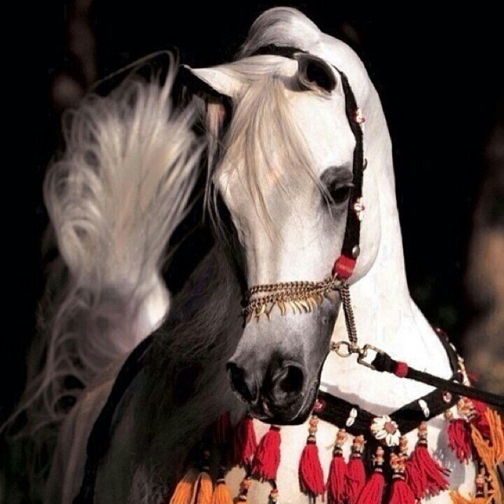 الصمت هو بكاءالروح عندما لا يفهمها احد