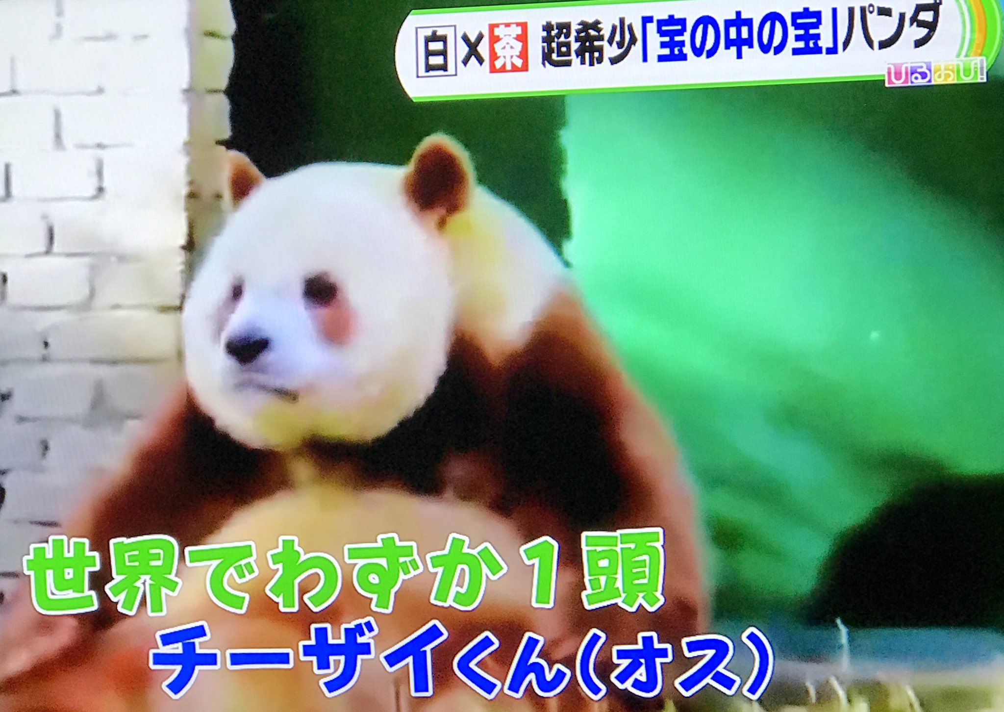 Erika 茶色のパンダ チーザイくん シャンシャンの最新映像の後に流れた 一頭しかいないようですね 中国 ぬいぐるみみたい チーザイ T Co Zb6l7kptfy Twitter