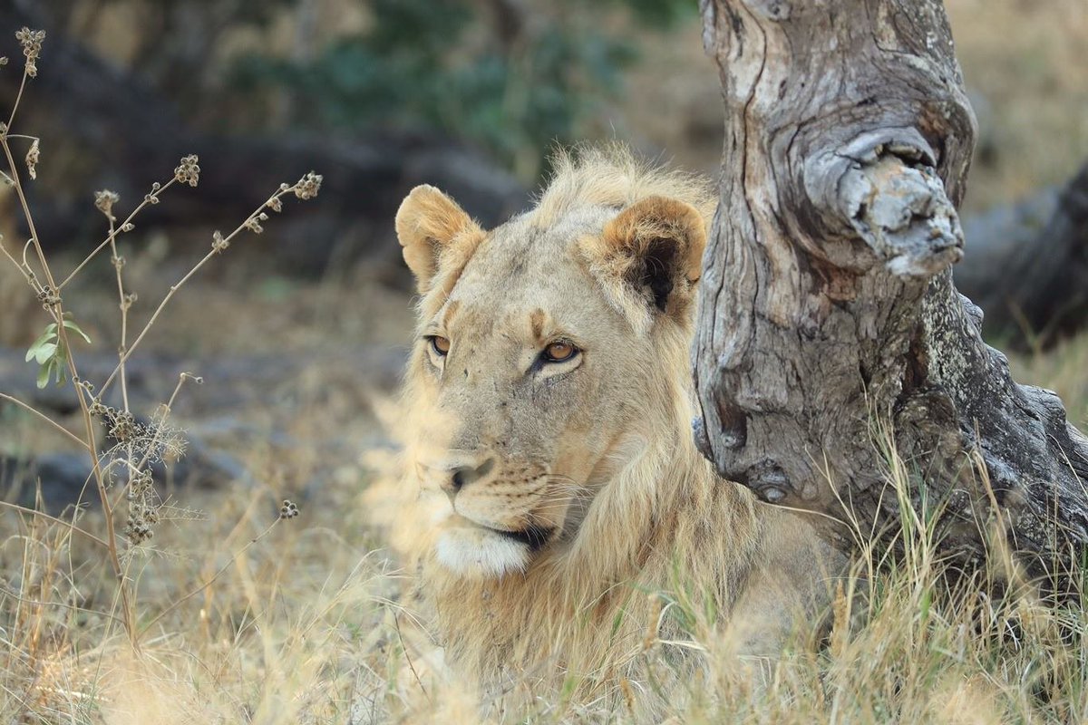 CecilLives's tweet image. Stop the hunt on the edge of Hwange!  Cecils pride and males engaged with the pride may be at risk: Email: chattarongabowhunting.co.za/contact/ FB  facebook.com/permalink.php?… chattarongabowhunting.co.za Cecil's son from SATIB TRust this month. #cecilthelion #keeproaring @cecillives