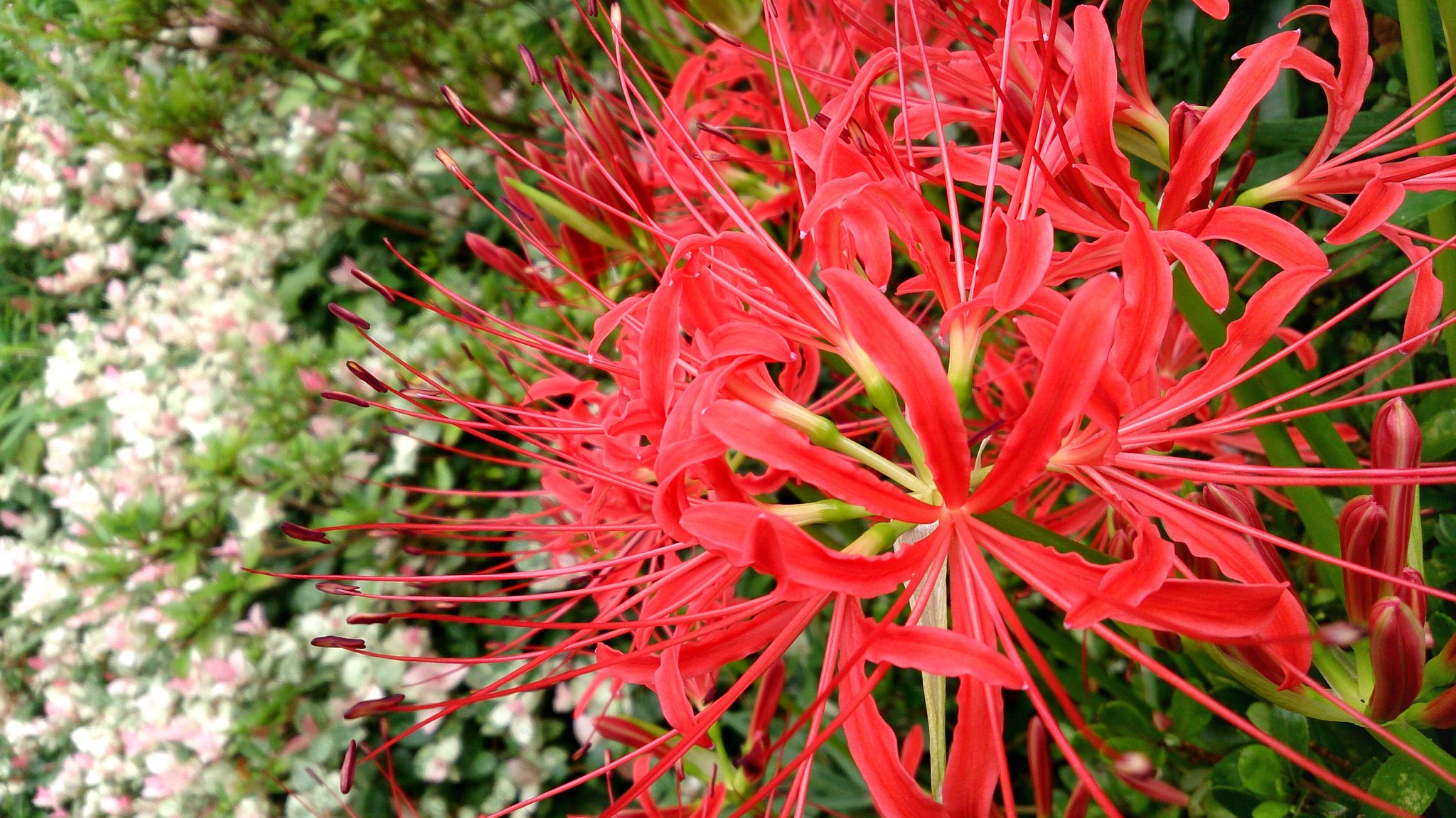 狐花 Twitter Search Twitter