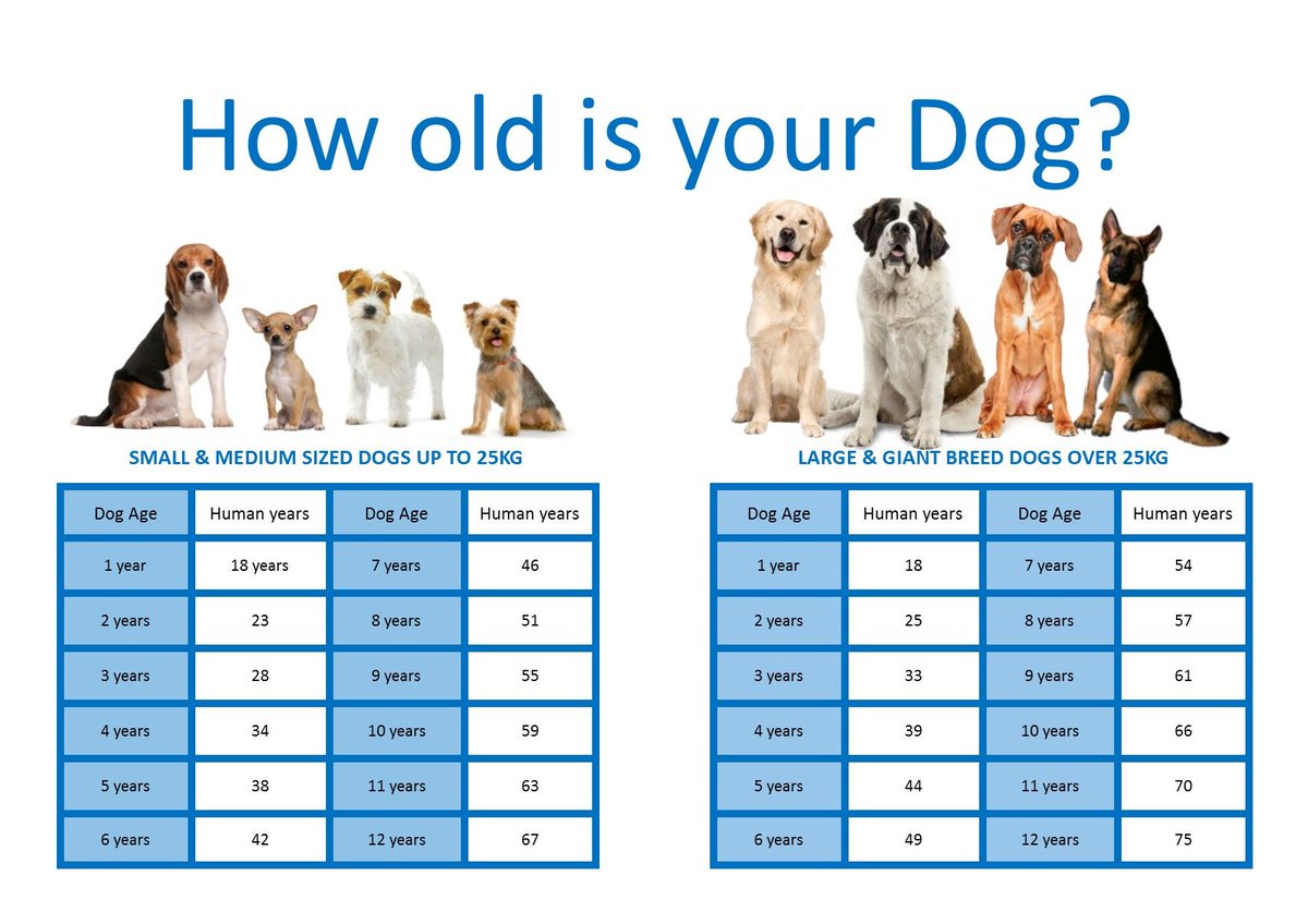 how old is your dog chart