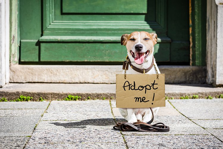 #Hundeadoption - jetzt alles über die Vor- und Nachteile erfahren: bit.ly/2xDFnAq #hund #dog #doglover #dietierwelt