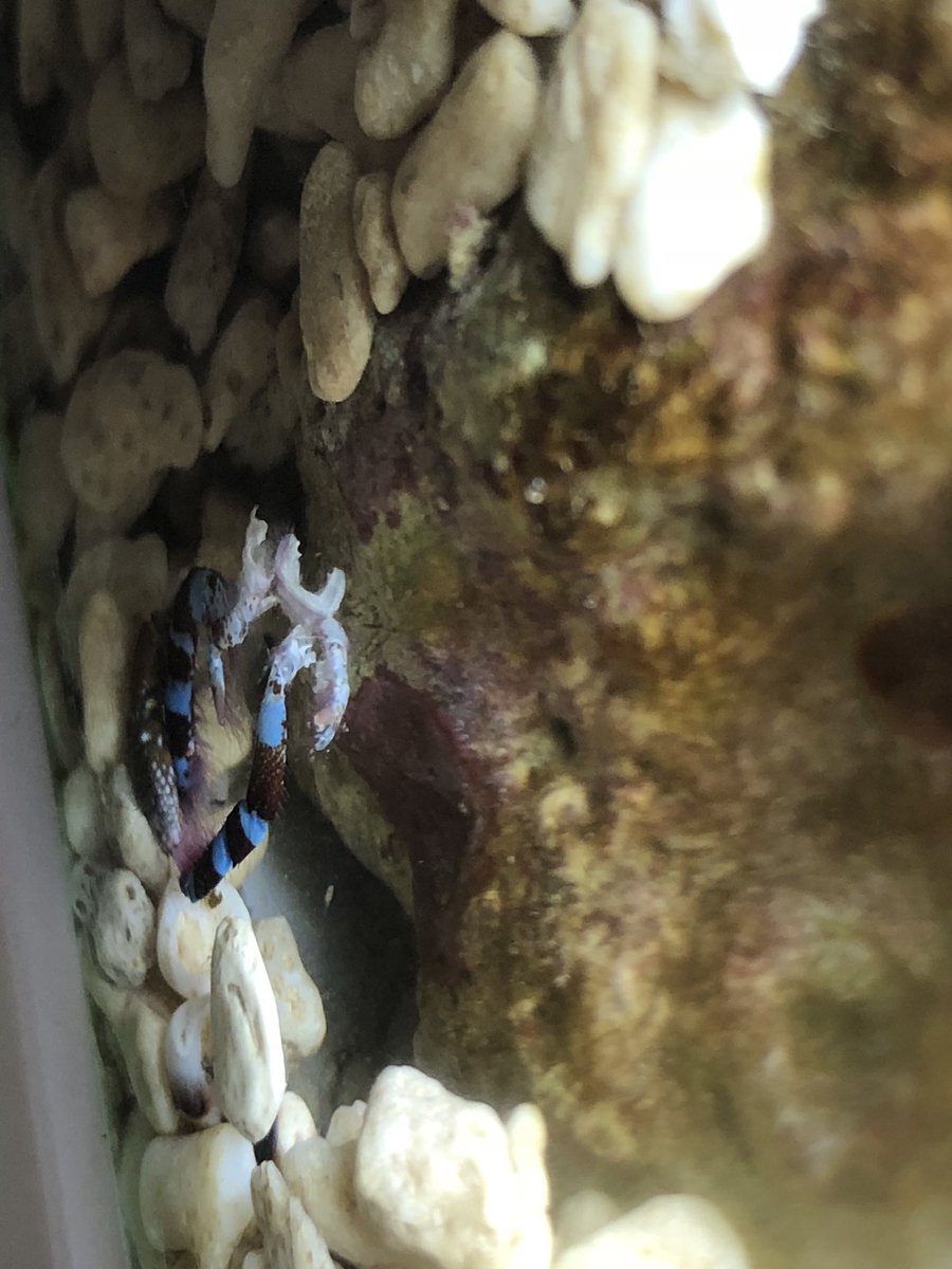 めろん２２ A Twitter ヤドカリまで脱皮した 脱皮ブーム もしくはパープルアップは脱皮にいいと聞いていたけどこんな即効性ある