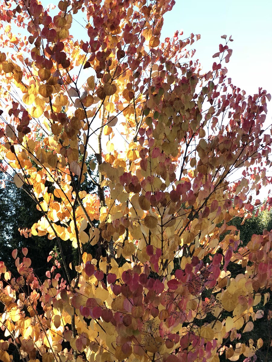 TommyTonsberg's tweet photo. The katsura (Cercidiphyllum japonicum) has donned it’s autumn colours. I love this tree, so beautiful in autumn and completely hardy here in our garden in Norway. https://t.co/neDkMMqF2U