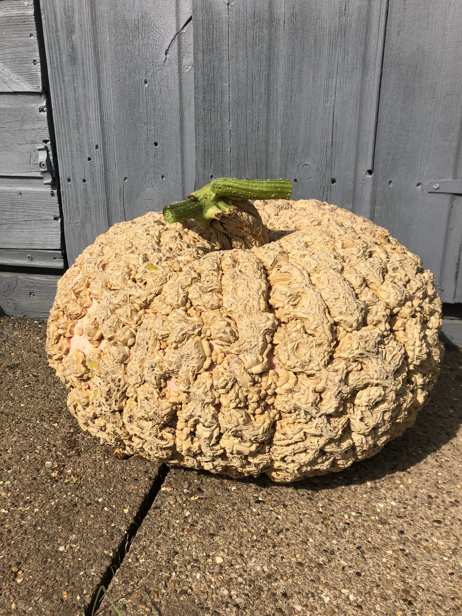 allotment9A's tweet image. I’m absolutely in love with my galeux d'eysines squash! It’s super warty but I think it looks amazing! What types of squash are you growing this year? 😍💚🌱 #GrowYourOwn #gyo #allotment #garden #gardening #autumn #harvest
