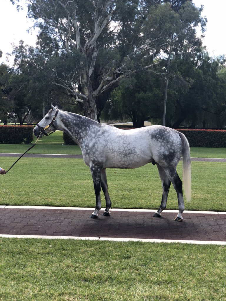 Fantastic Day <a href="/DarleyStallions/">Darley</a> inspecting 6 of their stunning stallions including the very handsome Frosted ( pictured ) . Thanks for your hospitality and all the best from @Destroystens <a href="/AujardRohan/">RohanAujard</a> <a href="/MaluaRacing/">Malua Racing</a>