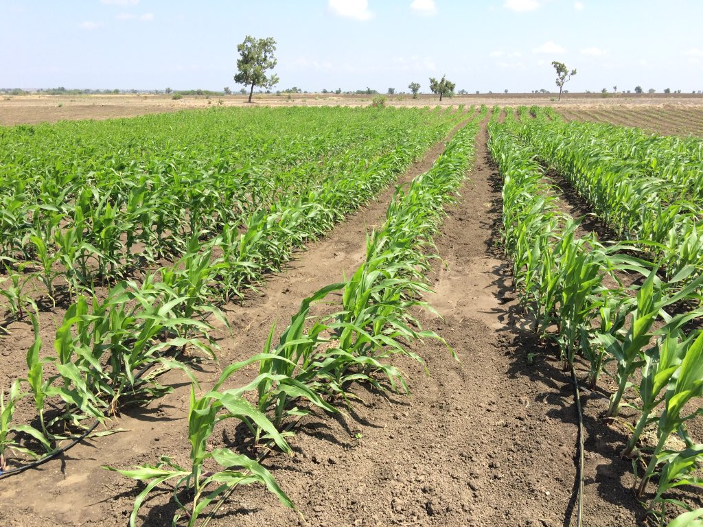 NileshKuralkar1's tweet photo. #DripIrrigation with #Fertigation in Ramthal MIS project at Karnataka for cotton ☁️and 🌾 maize brings revolution #JISL #KBJNL #ResourceTORoot #onestopshop @AjitJisl @JainIrrigation @ParagMahale @datta236 @SharadRathod07 @TheAmolShinde @MufflerMan_vish https://t.co/2hGW3BQFGj