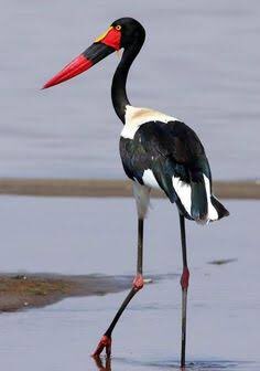 Great day here in NZ. Went for a walk with the kids and had to do a double take. Thought I saw me ol sparring partner <a href="/robwebber2/">Rob Webber</a>