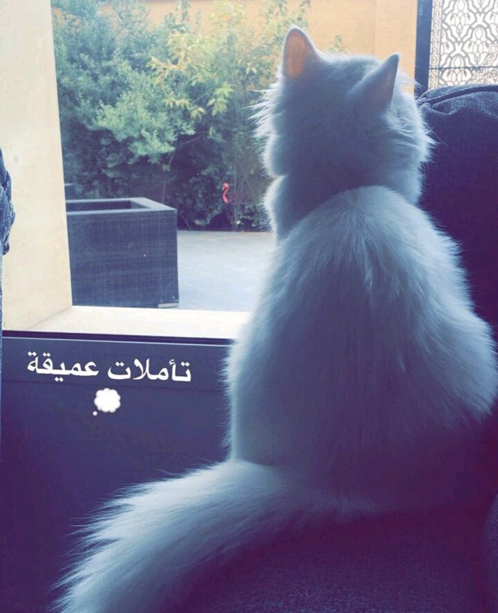 هدوء أنثى (@dr_amal_khalid) on Twitter photo 