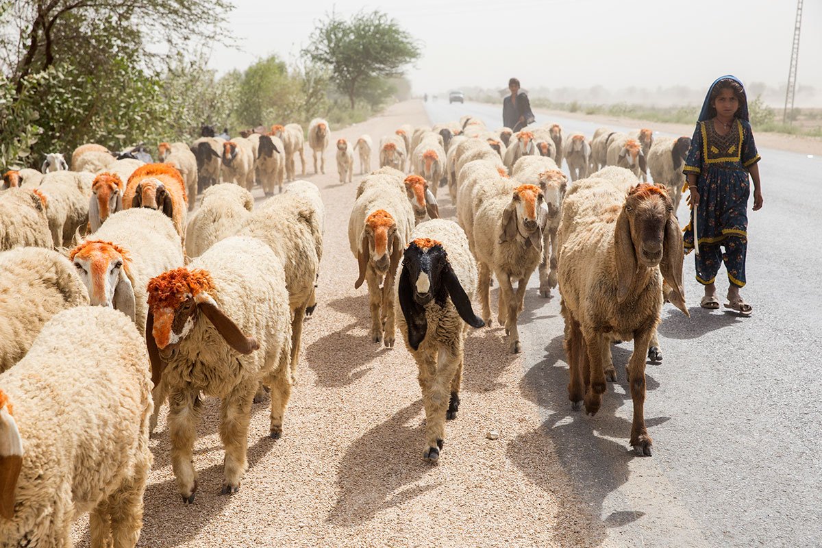 AJEnglish's tweet photo. The rich cultural heritage of Tharparkar, Pakistan — in pictures https://t.co/mYUIC1JcfW https://t.co/aEmplvcbBc