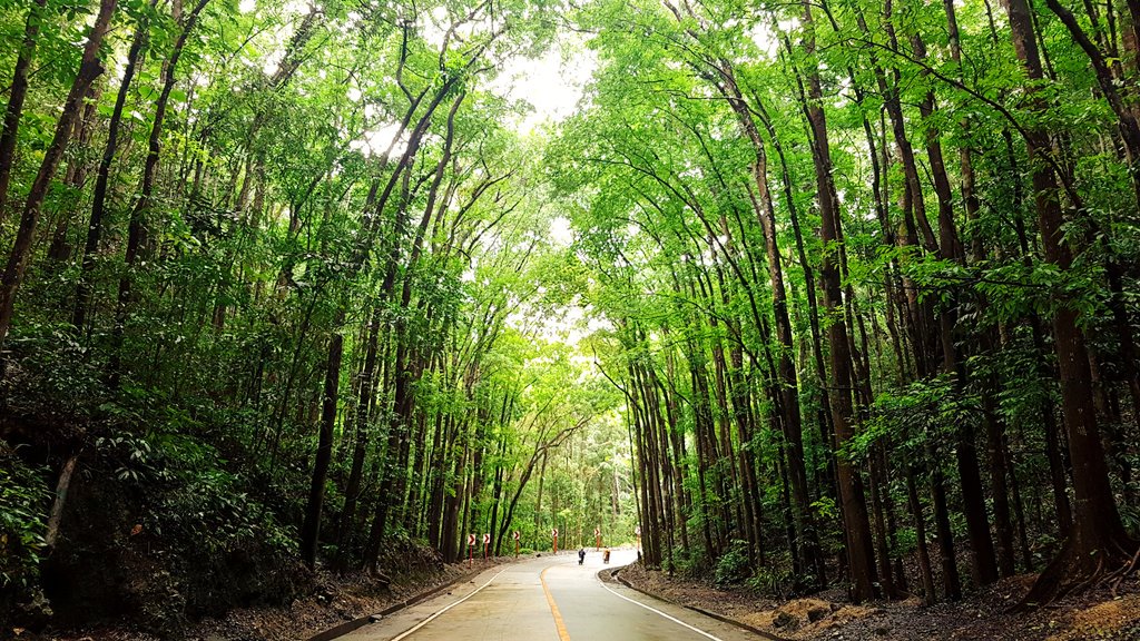 thekaylasampang's tweet photo. • 091818 -📍Bilar Man-made Forest, Bohol •
#BoholNewWorld #Bilar #ManMadeForest #SeeTheWorld #NakedPlanet #TheDailyExplorer #Wonderlust #TravelPh #ItsMoreFunInThePhilippines #PinasMuna #WanderlustTribe #TravelMore #SheTravels #SheWhoWanders #ChasingEssence https://t.co/hT9kkZ7yEf