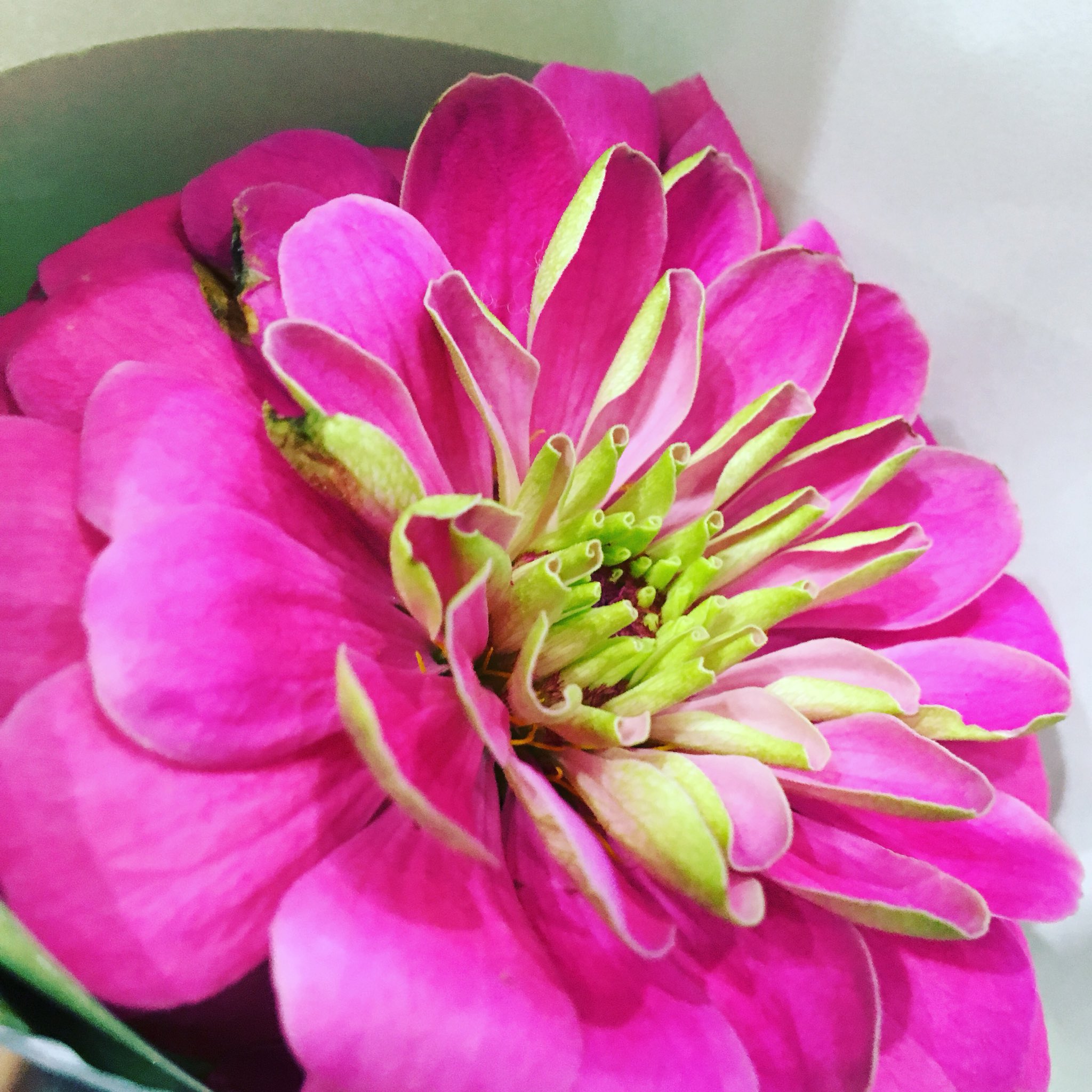 蔵 ゆうき 自分にお花を買うシリーズ 今日はピンクのジニア 百日草 にしました 花言葉は 不在 遠い の友を思う 注意を怠るな など ふむむ いちりんざし ジニア ひゃくにちそう 花言葉 怠ってる 警め T Co S5yrmdepr7 Twitter