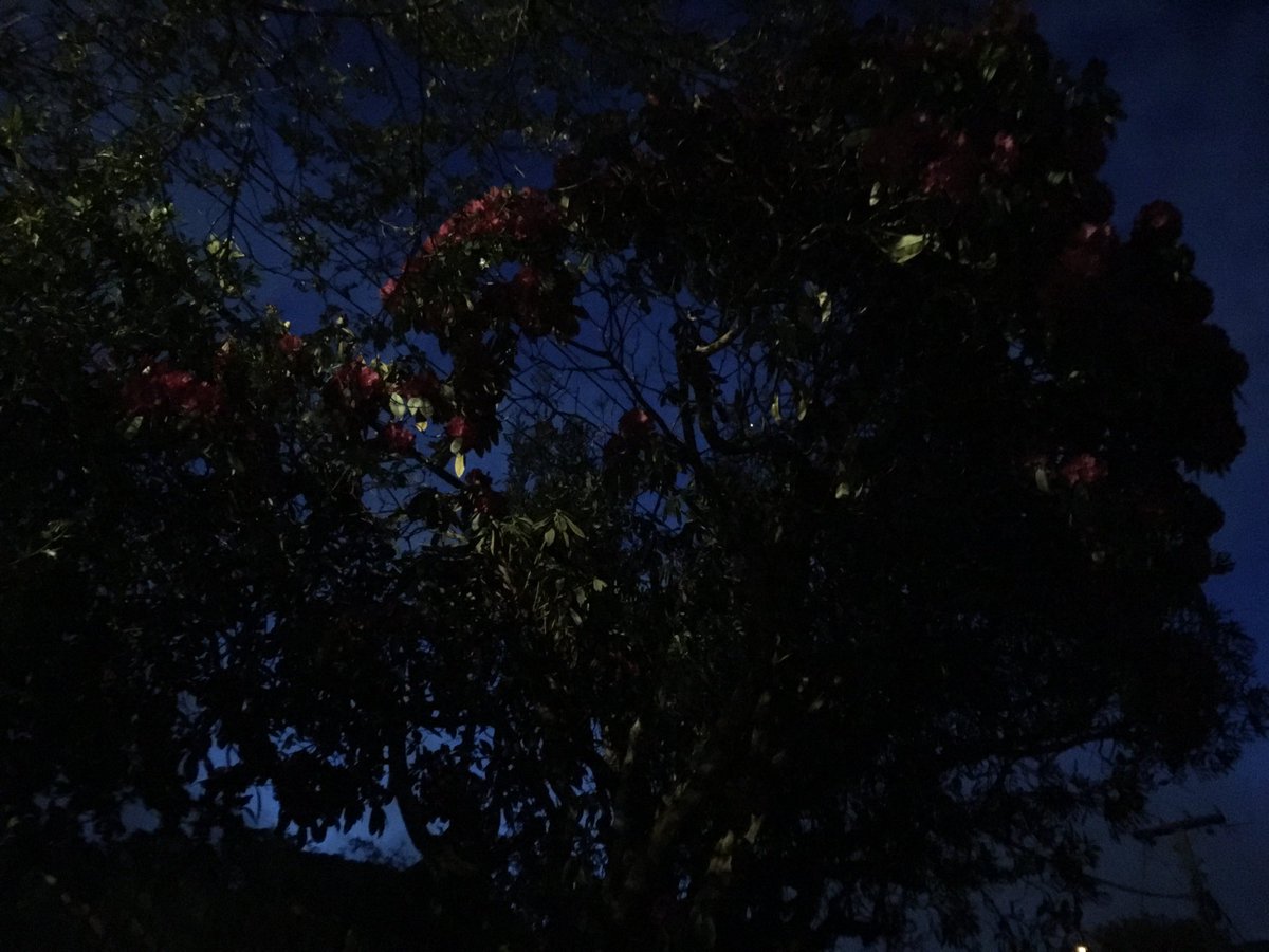 Rhododendron by night 6.57 pm post FoTL (Friends of the Turnbull Library) talk by Simon Nathan, about scientific photographer & geologist Alexander McKay teara.govt.nz/en/biographies… #ATL100 #AlexanderTurnbullLibrary #NZscience #NZbiography ⁦@NLNZ⁩