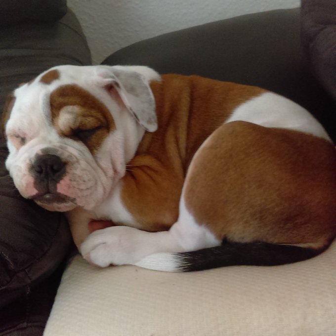 And my #Bulldog #BulldogPride #Bulldogs #frenchbulldog #englishbulldog https://t.co/1rlcbqiHKt<a href="/tag/bulldog"class="tags">#Bulldog</a><a href="/tag/bulldogpride"class="tags">#BulldogPride</a><a href="/tag/bulldogs"class="tags">#Bulldogs</a><a href="/tag/frenchbulldog"class="tags">#frenchbulldog</a><a href="/tag/englishbulldog"class="tags"><span>#englishbulldog</span></a>