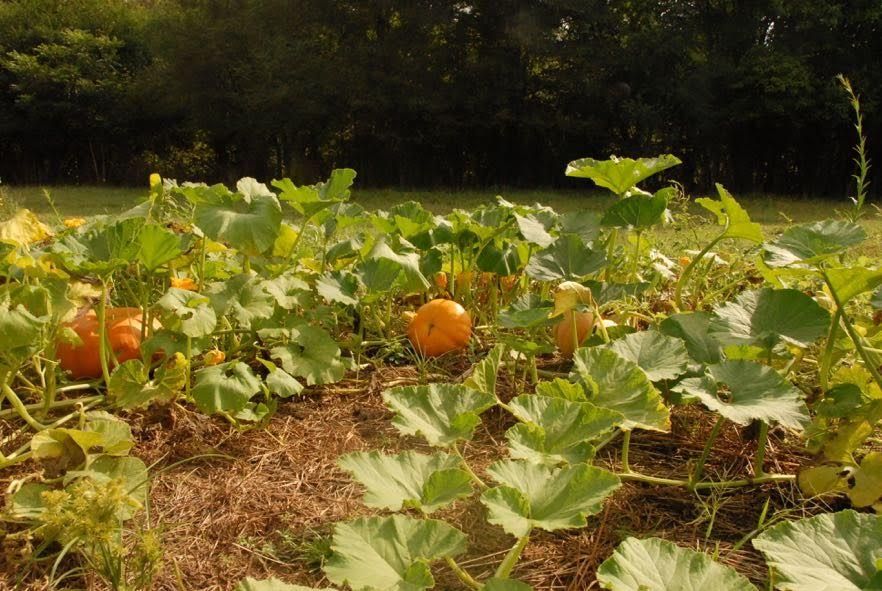 Little_cc_farm's tweet photo. Pumpkin Patch Opens September 21st 2018 @6pm  THIS FRIDAY!!!!! Come get your pumpkins and specialty pumpkins grown right here in West Union! https://t.co/MMTdH1BnYi