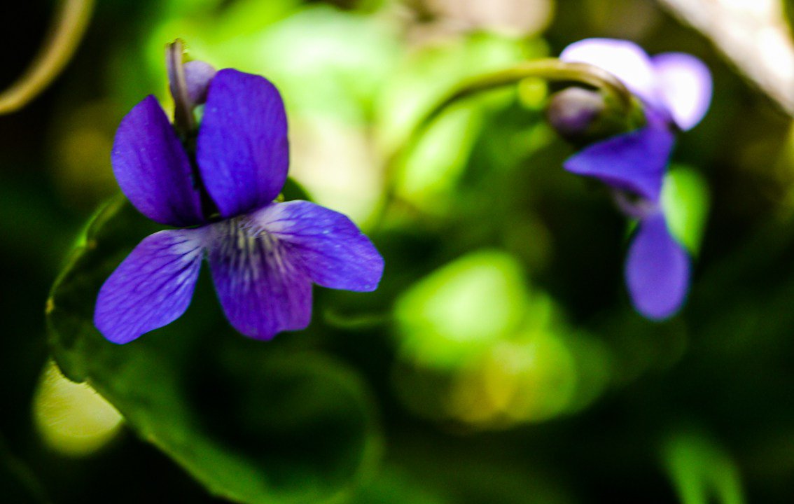 AATinctures's tweet photo. The Many Aspects of Violet https://t.co/K09jpTZIRo #alchemistalley #holisticwellnessspecialists #DrBowe #DrRacquel #cbd #tinctures #herbaltinctures #remedies #herb #healthiswealth #newagespecialists #herbalspecialists #healer #metaphysicalherbalists 
https://t.co/cdvDi9beXU https://t.co/8VUQEZSWve