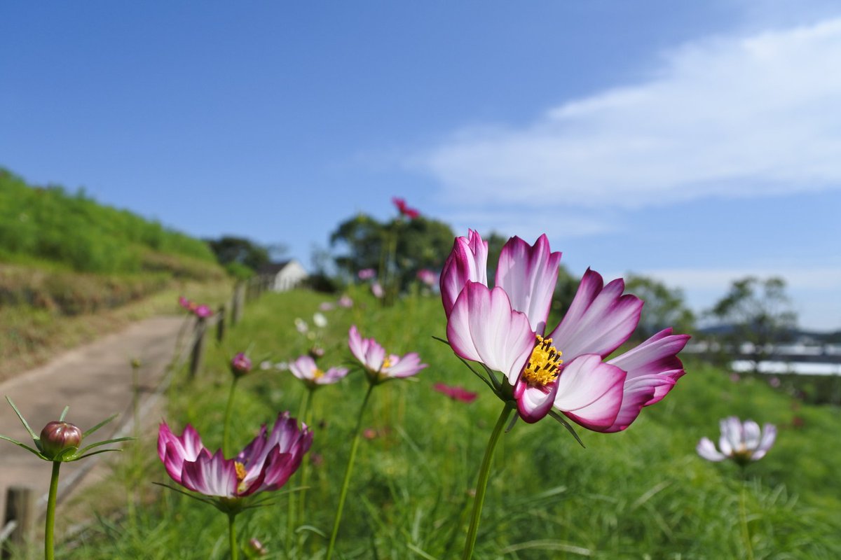神戸市広報 V Twitter コスモスが咲き始めました 神戸総合運動公園のコスモスの丘でコスモス が咲き始めました 順調に開花していけば10月後半には 約10万本のコスモスが丘一面をピンクに染ます T Co Sf2uutdiqn
