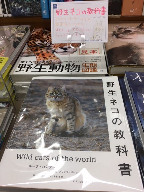 紀伊國屋書店 新宿本店 4階生物 エクスナレッジ刊 野生ネコの教科書 ネコ科 をかつてない深さで掘り下げた1冊 ウサギサイズのクロアシネコからクマも殺せるアムールトラまで38種のネコ科を美麗な絵と写真 豊富な解説で紹介 かわいい かっこいい