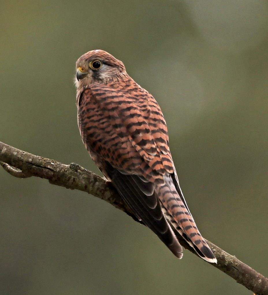 RT @acorncarver: Pleased to be getting Kestrels on a daily basis at the end of the garden @RSPBNorfolkLinc @wildlife_uk @BritBirdLovers @EDP24 @birdsofprey_uk