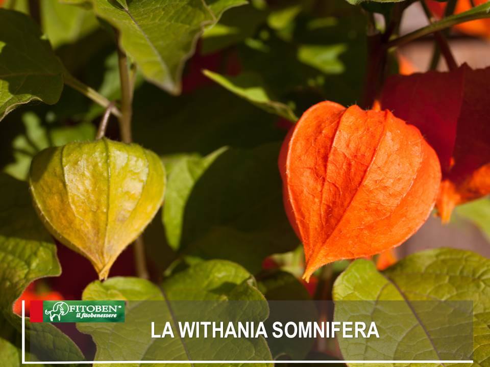 FitobenSrl's tweet photo. La Withania somnifera o Ashwagandha è una pianta utilizzata da più di 2000 anni dalla medicina tradizionale ayurvedica. La conosci? https://t.co/hNyxVIq9gP #fitoterapia #rimedinaturali #Withania #Ashwagandha #medicinaayurvedica https://t.co/S60BgzTcIb