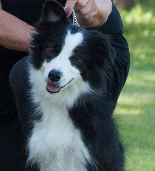 Whispaddy's tweet image. Happy Birthday Katie! Nine years old - where did the time go?