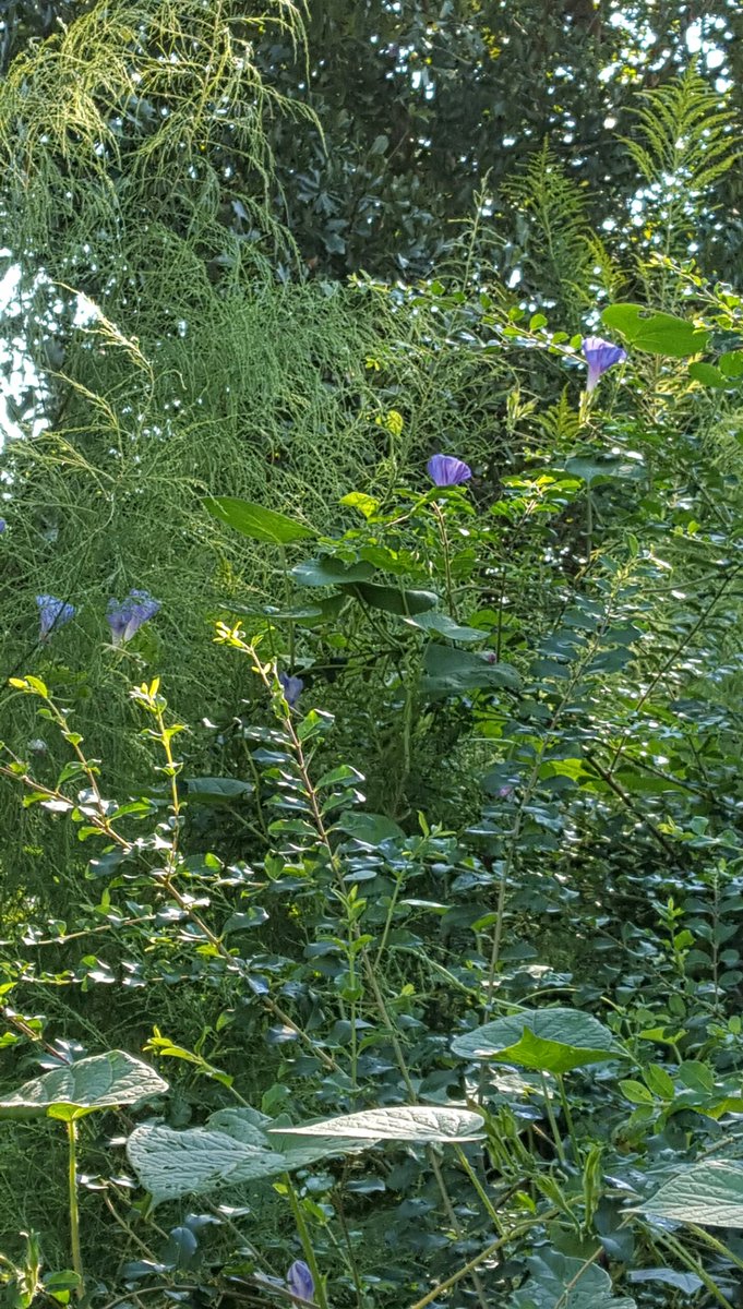 HollyCouch4's tweet photo. GM pics fr my Jungle #garden #Louisiana coffee n Renewing my Soul We all have struggles dealing w them is key Tip alwys be looking ur best then u will be feeling ur best @MargaretOrr @ThePhotoHour @StormHour @garyhgoodridge prayers cont son #NMPR #38063 https://t.co/aVMfukBS0A