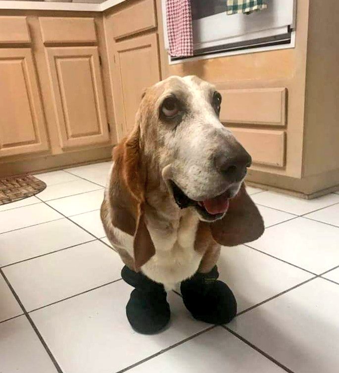 It's North Texas Giving Day! Please consider a donation to BRAT. Your generosity makes our work possible!

(By the way, Duke is available for adoption 😀)

northtexasgivingday.org/bratx