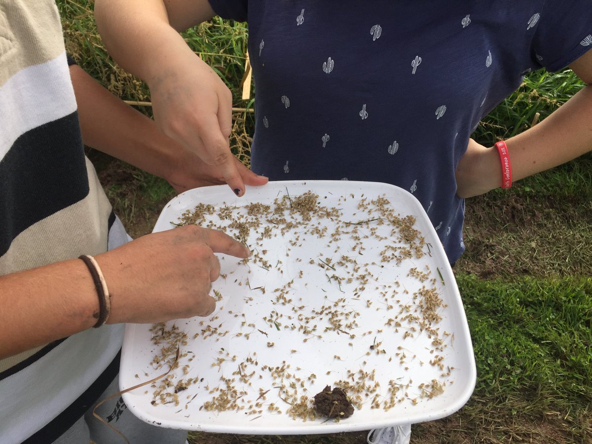 sunflow3r631's tweet photo. #fieldecology #ss investigating terrestrial insects with quadrats #pitfall #beating #sweepnet #bhslearns https://t.co/MQ7TwEWddx