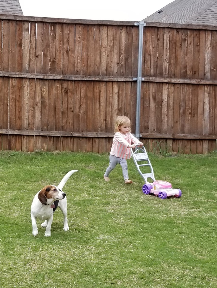 beagle adoption dfw