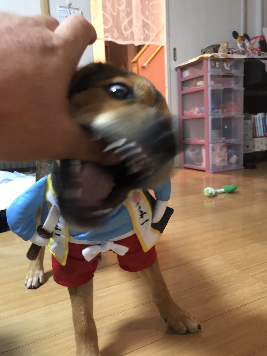 飼い犬に手を噛まれる Twitter Search 飼い犬に手を噛まれる Twitter Search